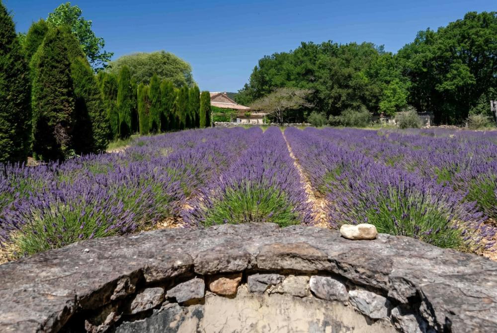 Photographs of Mas des Roses villa in Provence - Image 11 of 44