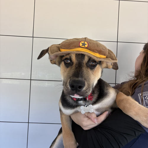 Pet Image