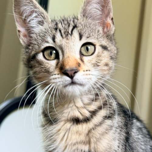 Pet Image