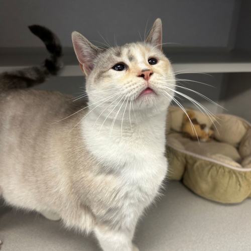 Pet Image