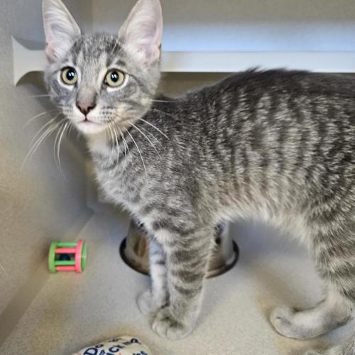 Pet Image