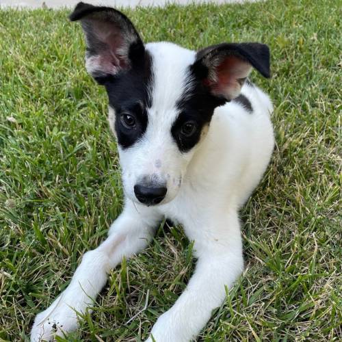 Pet Image