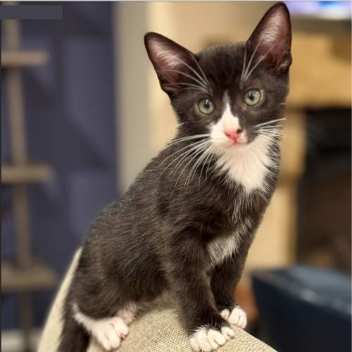 Pet Image