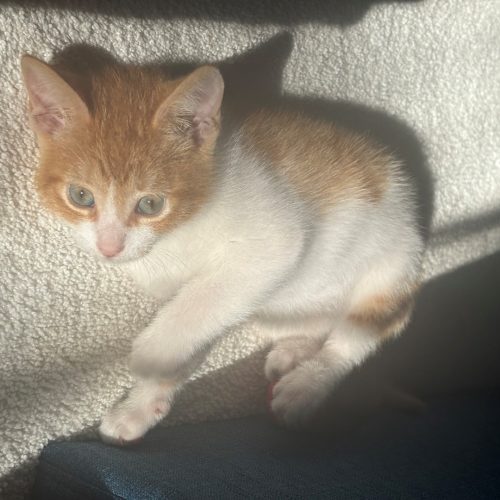 Pet Image