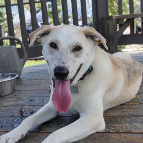 Dogs and Puppies for Adoption in San Diego Helen Woodward Animal Center