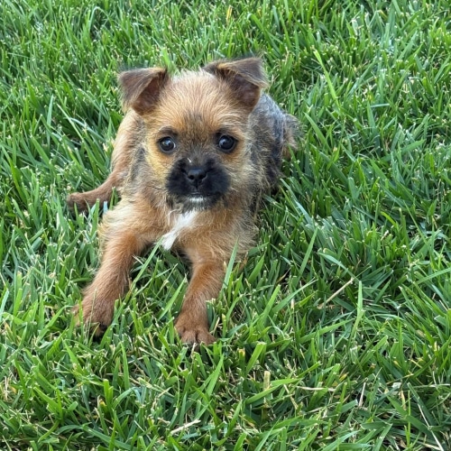 Pet Image