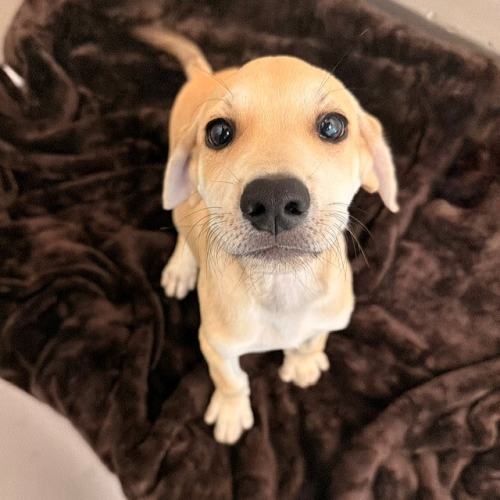 Pet Image