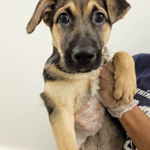 Pet Image