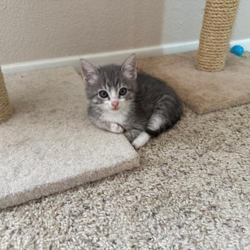 Pet Image
