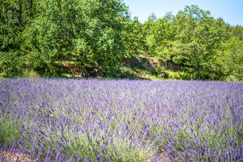Photographs of New! Mas Tendresse villa in Provence - Image 17 of 28