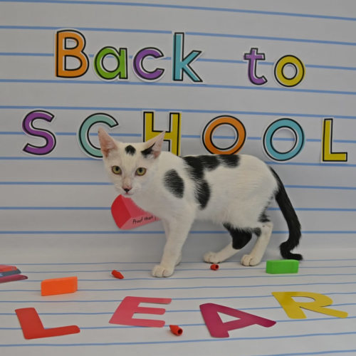 Pet Image