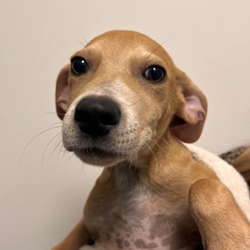 Pet Image