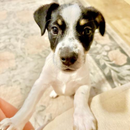 Pet Image