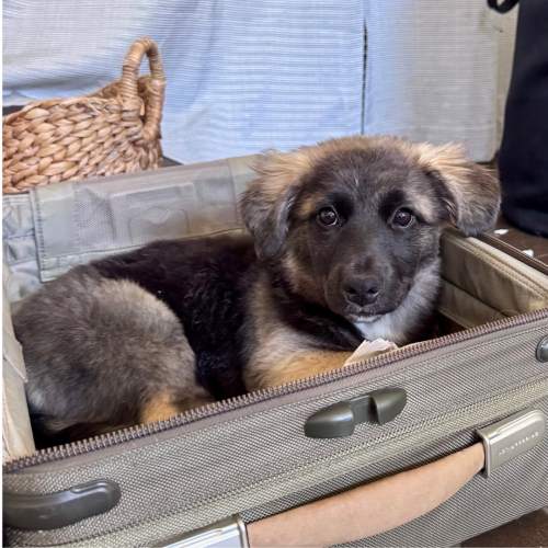 Pet Image