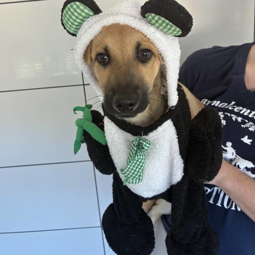 Pet Image