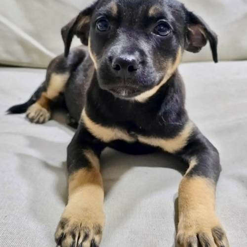 Pet Image