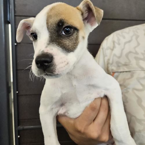 Pet Image