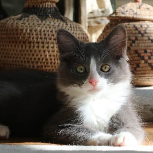 Pet Image