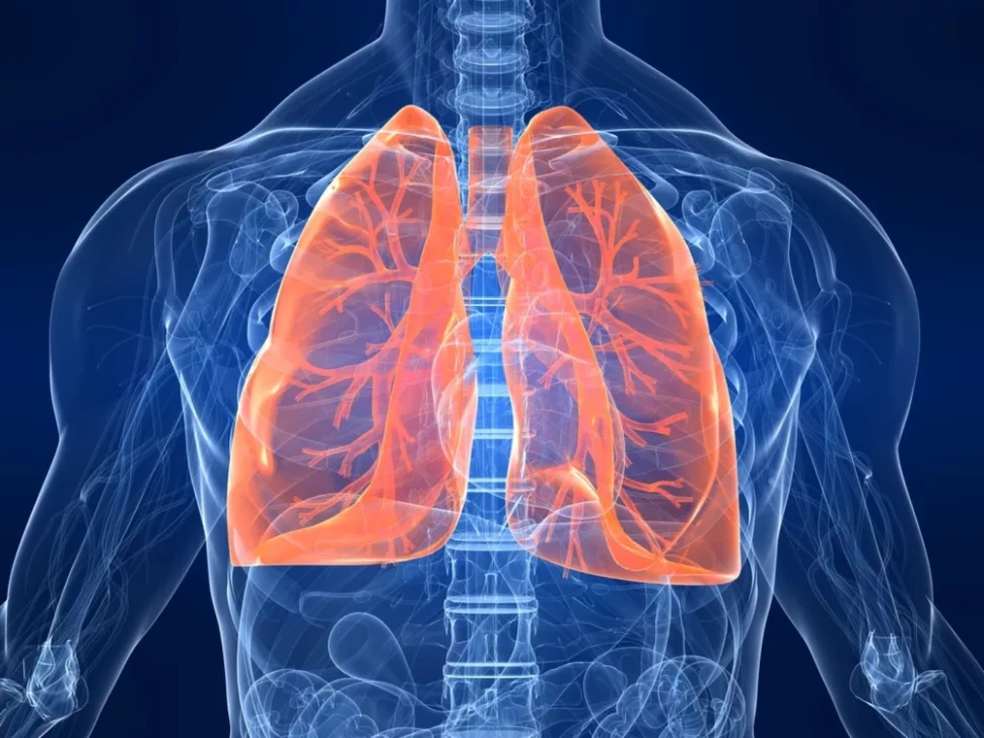 How do Lungs Work?