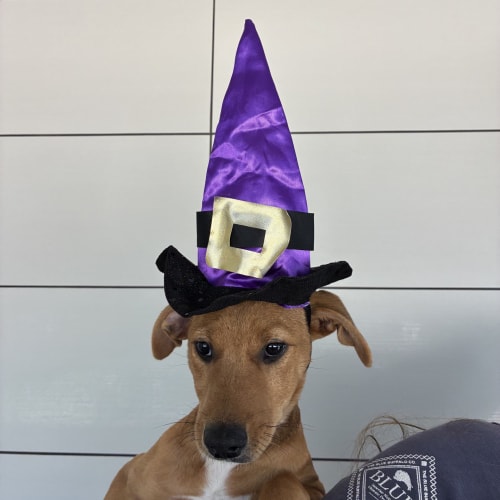 Pet Image