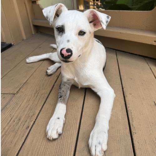 Pet Image
