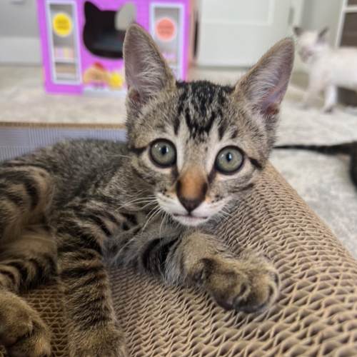 Pet Image