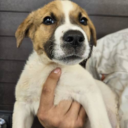 Pet Image