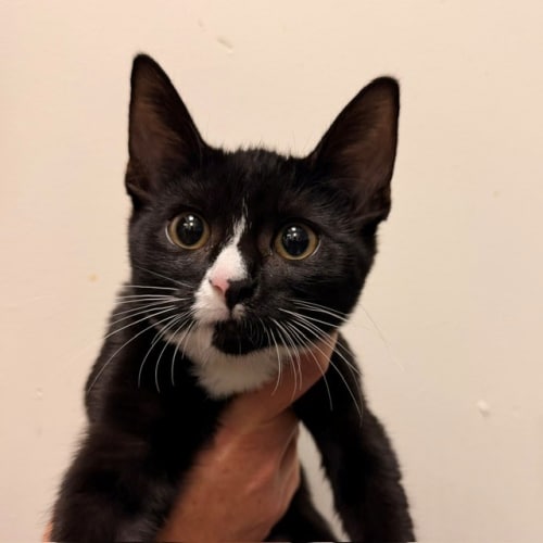 Pet Image