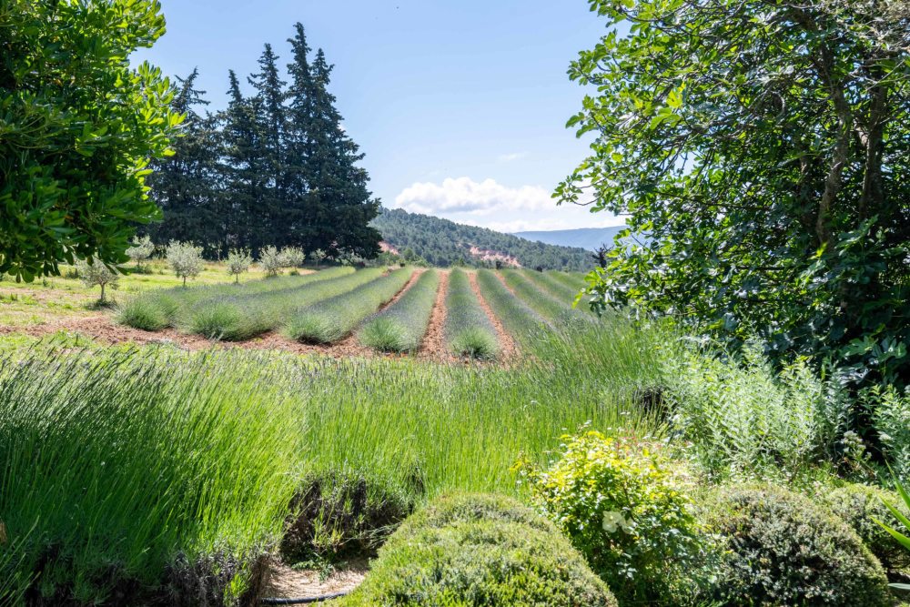 Photographs of Les Vignes villa in Provence - Image 45 of 46