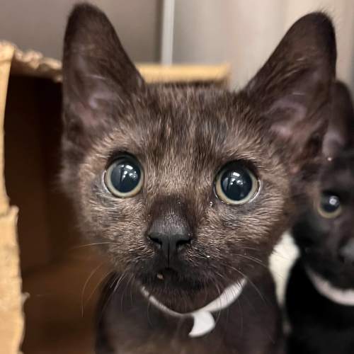 Pet Image