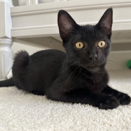 Pet Image