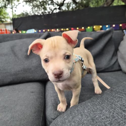 Pet Image