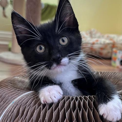 Pet Image
