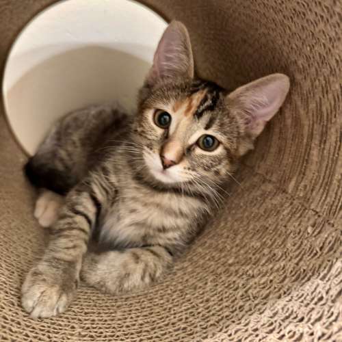 Pet Image