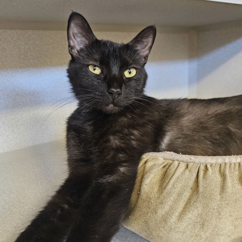 Pet Image