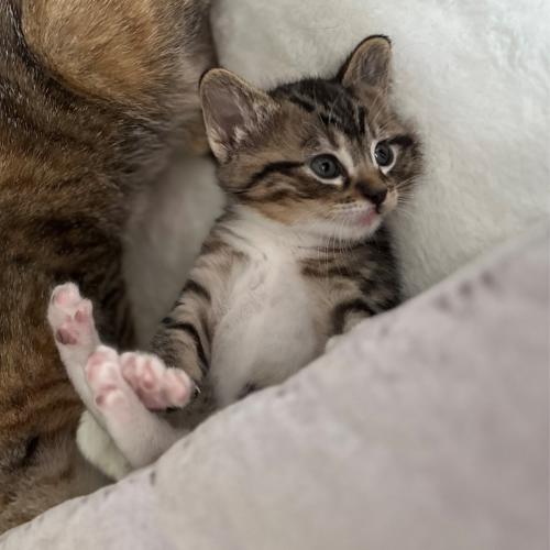 Pet Image