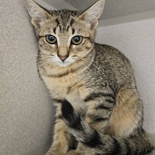 Pet Image