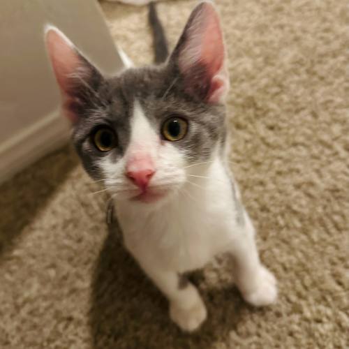 Pet Image