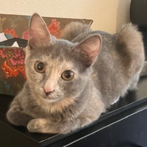 Pet Image