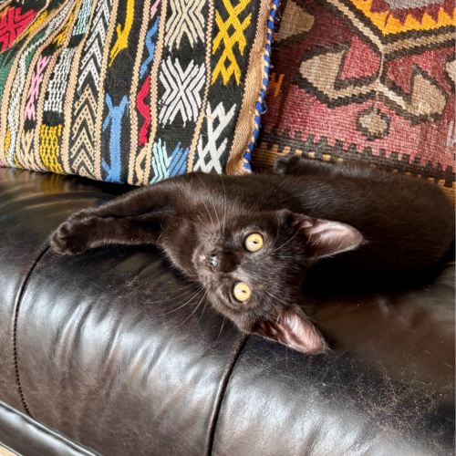 Pet Image