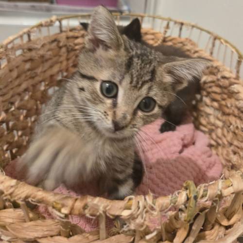 Pet Image