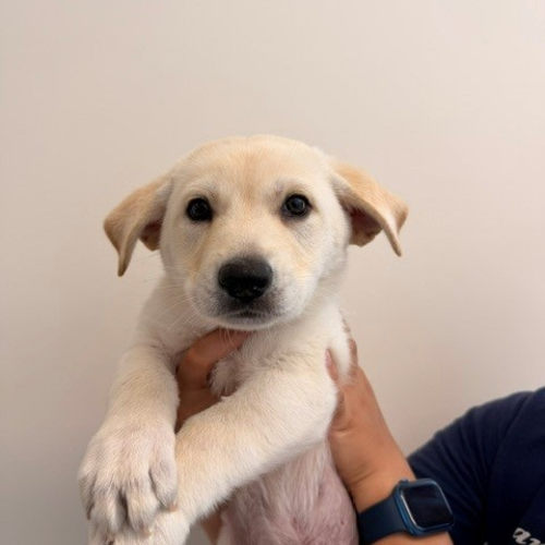 Pet Image