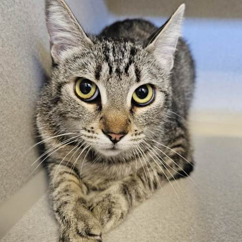 Pet Image