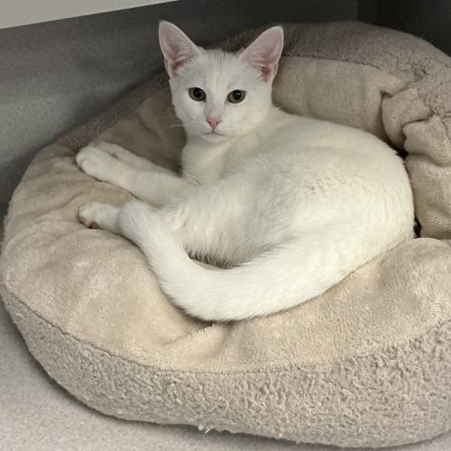 Pet Image