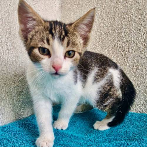Pet Image