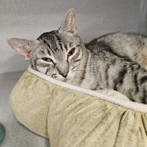 Pet Image