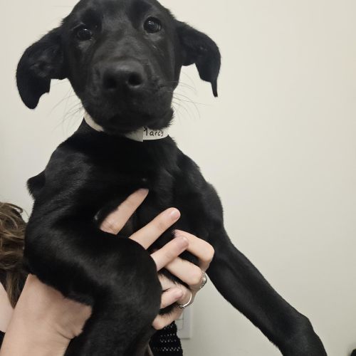 Pet Image