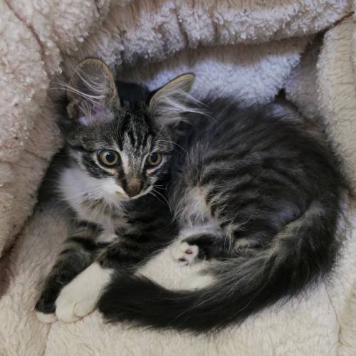 Pet Image