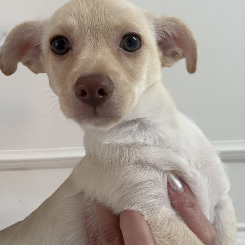 Pet Image