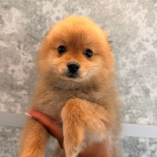Pet Image